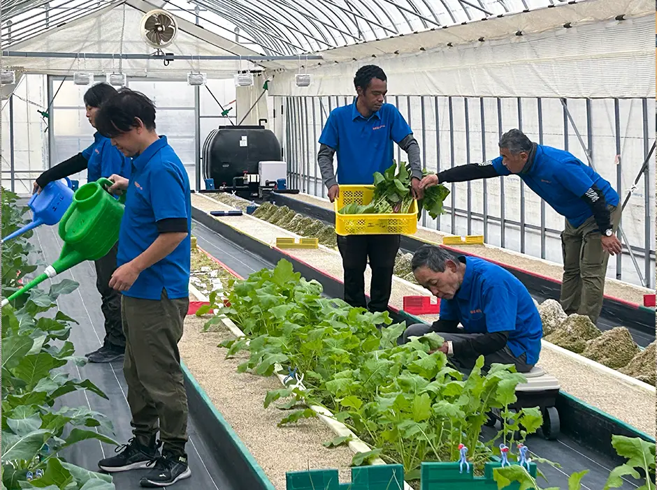 仕事内容は農園での野菜作り